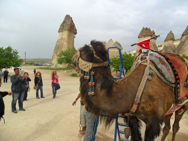 kapadokya-goreme-deve